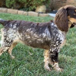 Clara - English Cocker Spaniel