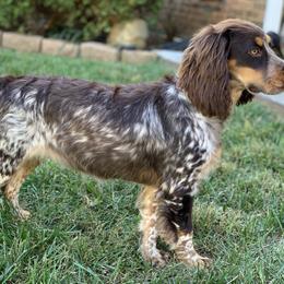 Clara - English Cocker Spaniel
