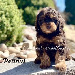 Peanut - Chocolate female Cavapoo puppy in Utah County, Utah from Cascade Springs Doodles