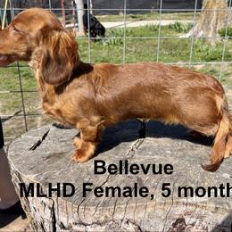 Dachshund Puppies from Edgewood Acres Miniature Longhair Dachshunds