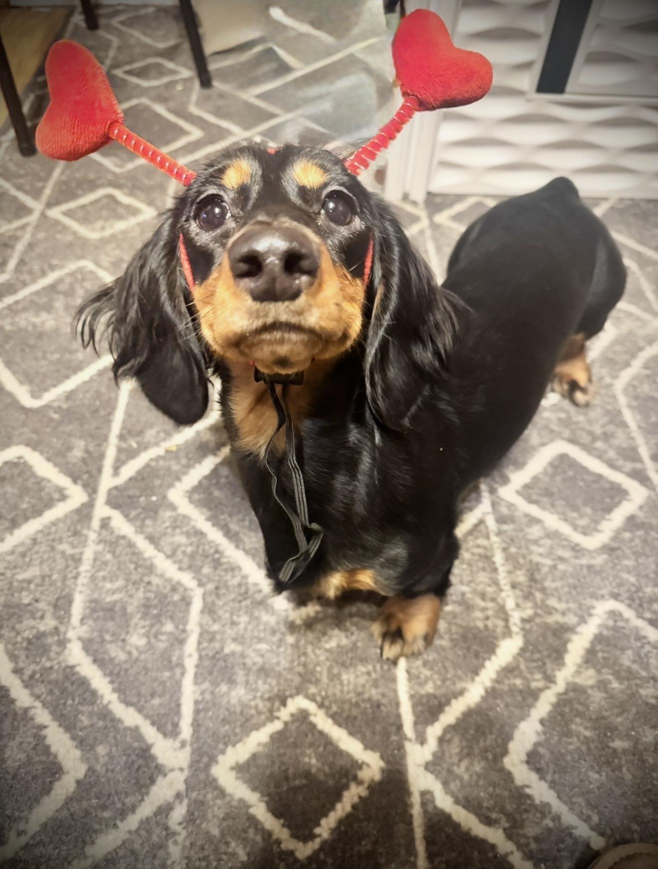 Dolly