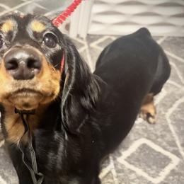 Dolly - Dachshund