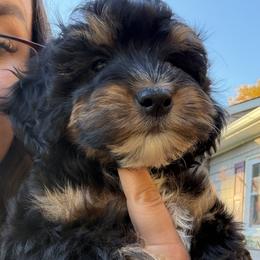 Miles - Black and tan male Cockapoo puppy in Birdsboro, Pennsylvania from Cooper Family Cockapoos