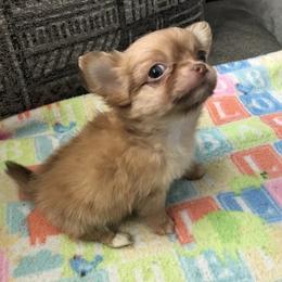 Chihuahua Puppies from Chilove Chihuahuas