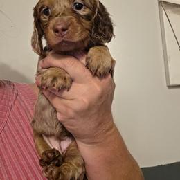 Sweetie - Dapple female Dachshund puppy in El Paso, Texas from Mells Weenies