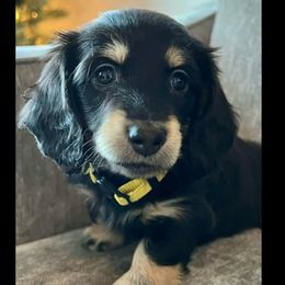 Dachshunds from Bourbon Barrel Ridge Doxies