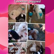 Cavachon and Cavalier King Charles Spaniel Puppies from The House of Wiggle Waggle