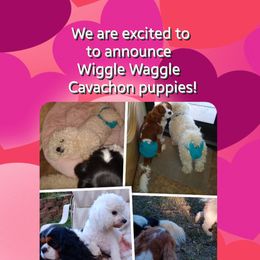 Cavachon and Cavalier King Charles Spaniel Puppies from The House of Wiggle Waggle