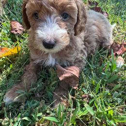 AKC BENJAMIN (red collar) - Red  male Poodle puppy in Dallas, Georgia from West Cobb Dogs