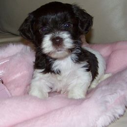 Canyon Hills Havanese breeder of Havanese