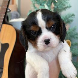 Charlie - Tri-color male Cavalier King Charles Spaniel puppy in Maryland from Trina’s Little Lap Dogs