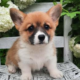 Pembroke Welsh Corgis from Pistol Creek Corgi's