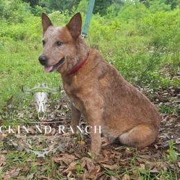 Khalee - AKC, Embark DNA - Red speckled female Australian Cattle Dog puppy in Silsbee, Texas from Rockin ND Ranch