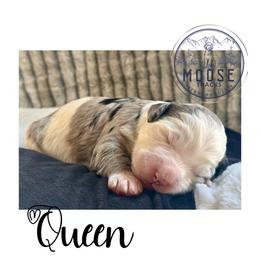 Queen - Merle female Bernedoodle puppy in Belleville, Michigan from Moose Tracks Bernedoodles