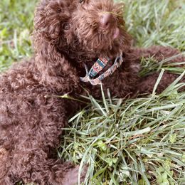 Yellow boy - Brown Poodle puppy in Atlanta, Georgia from Sprinkle Me Puppy