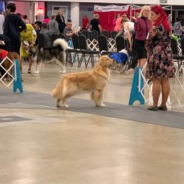 Evita - Golden Retriever