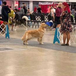 Evita - Golden Retriever