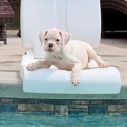 Sugar - White female Boxer puppy in Georgia from Stephanie’s Boxers