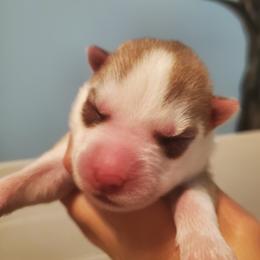 Siberian Husky Puppies from Naturez Siberians