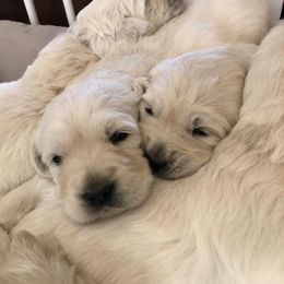 Golden Retriever Puppies from West Coast Cream Goldens