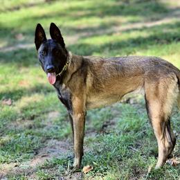 Onyx - Belgian Malinois