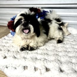 AKC Tyler - Black and white male Shih Tzu puppy in Elgin, South Carolina from Silver Bells Paw Prints