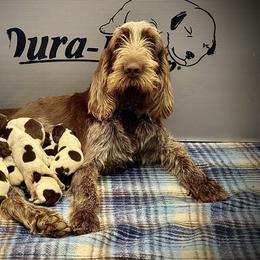 Boy 1 - Brown roan male Spinone Italiano puppy in Teton County, Idaho from Mountain Valley Spinone