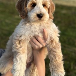 Australian Labradoodle Puppies from Grand Peaks Labradoodles