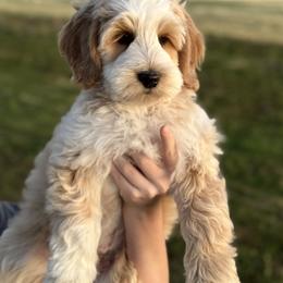Australian Labradoodle Puppies from Grand Peaks Labradoodles