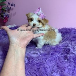 Yorkshire Terrier Puppies from Exquisite Dancing Yorkie for Sale