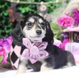 Tillie - Black and cream female Dachshund puppy in Woodbine, Georgia from Bowdachs Miniatures