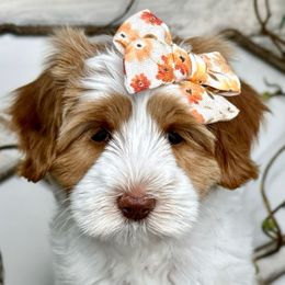 Girl 2 - Caramel female Australian Labradoodle puppy in Kentucky from Bluegrass Country Labradoodles