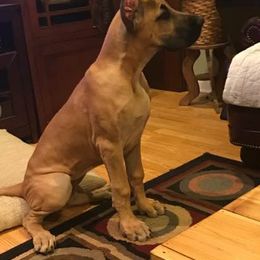 Great Dane Puppies from VZTop Danes