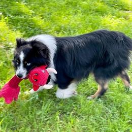 Miniature Australian Shepherds from Lockhart Mini Aussies