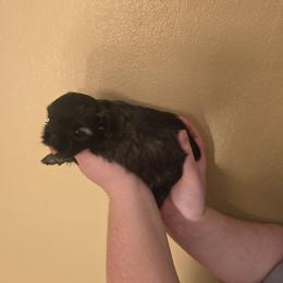 Girl 4 - Brindle female Shih Tzu puppy in Norris City, Illinois from Dainty and Darling Shih Tzu