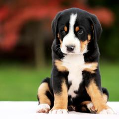 Greater Swiss Mountain Dog and Nederlandse Kooikerhondje Puppies from Ambermoon Kooikerhondje Blackamber Greater Swiss Mountain Dogs