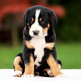 Greater Swiss Mountain Dog and Nederlandse Kooikerhondje Puppies from Ambermoon Kooikerhondje Blackamber Greater Swiss Mountain Dogs