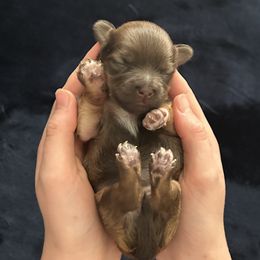 Girl 1 - female Havanese puppy in Blanchard, Oklahoma from Teresa’s Fur Babies