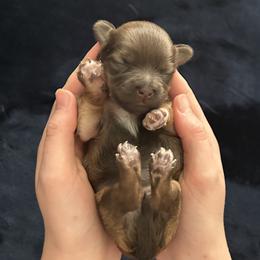 Girl 1 - female Havanese puppy in Blanchard, Oklahoma from Teresa’s Fur Babies