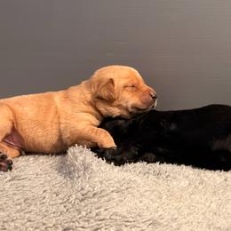 Orange - Yellow male Labrador Retriever puppy in Nampa, Idaho from Breakaway Retrievers