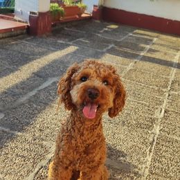 Cavapoo and Poodle All Grown Up from Premier Paws