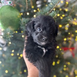 Moose - Black and white male Aussiedoodle puppy in Kalamazoo, Michigan from Creekside Ranch