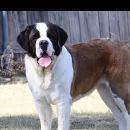 Ellie - Saint Bernard