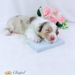 Chapel - Red merle male Australian Shepherd puppy in Jonesborough, Tennessee from Lotus Australian Shepherds