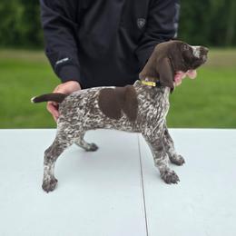 Yellow Male - Liver roan male German Shorthaired Pointer puppy in Linton, Indiana from Red White and Blue Kennel