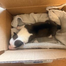 Sable male - Sable male Border Collie puppy in Lebanon, Oregon from Cahill’s Canines