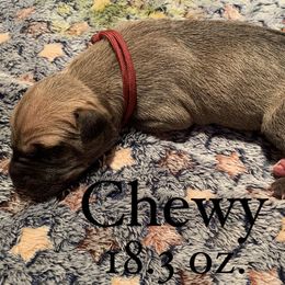 Great Dane Puppies from Taylor's Tails of Joy