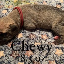 Great Dane Puppies from Taylor's Tails of Joy