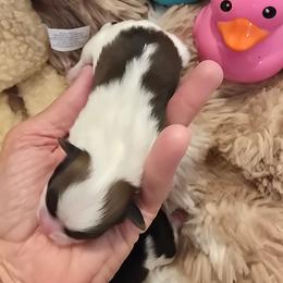 Baylee - Silver gold and white female Shih Tzu puppy in Fallon, Nevada from Grandma Ts Precious Puppies