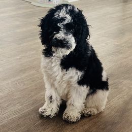 Jovie - Poodle
